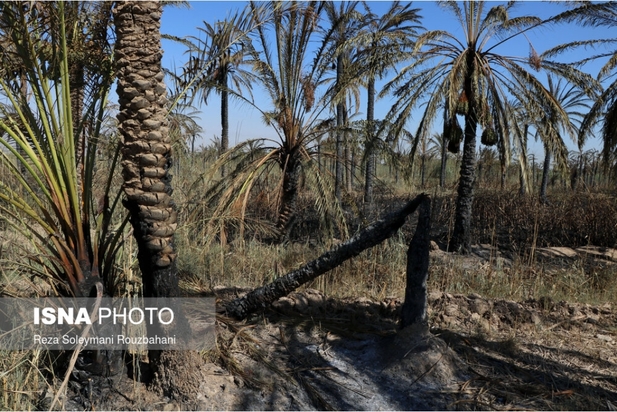 نخلستان‌های اروندکنار در خاکستر