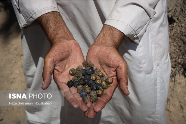 نخلستان‌های اروندکنار در خاکستر