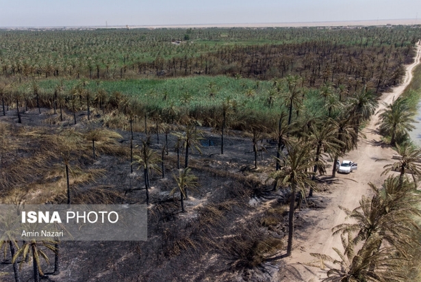 نخلستان‌های اروندکنار در خاکستر