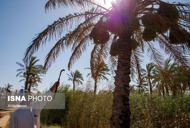 نخلستان‌های اروندکنار در خاکستر