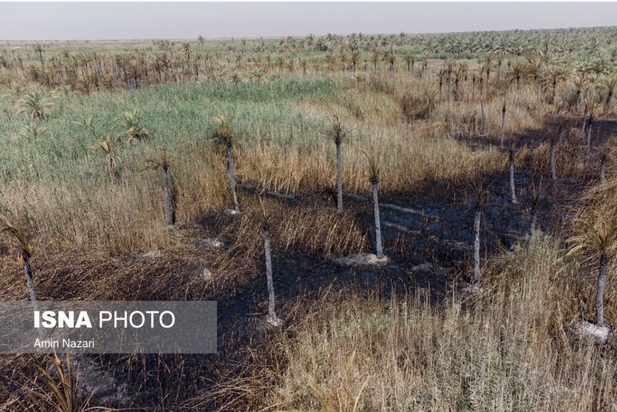 نخلستان‌های اروندکنار در خاکستر
