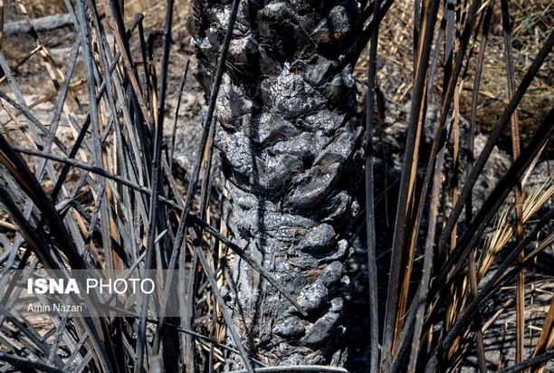 نخلستان‌های اروندکنار در خاکستر