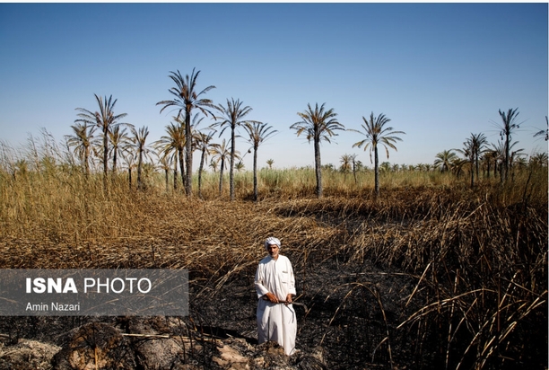 نخلستان‌های اروندکنار در خاکستر
