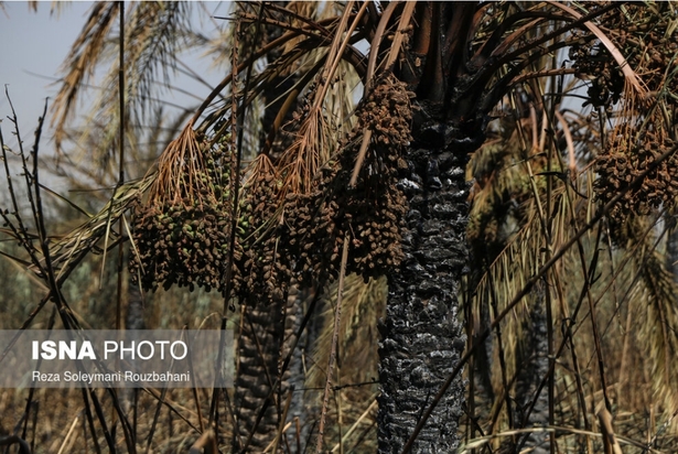 نخلستان‌های اروندکنار در خاکستر