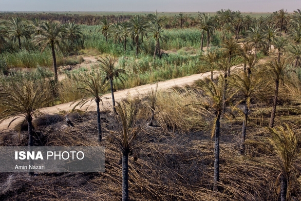 نخلستان‌های اروندکنار در خاکستر