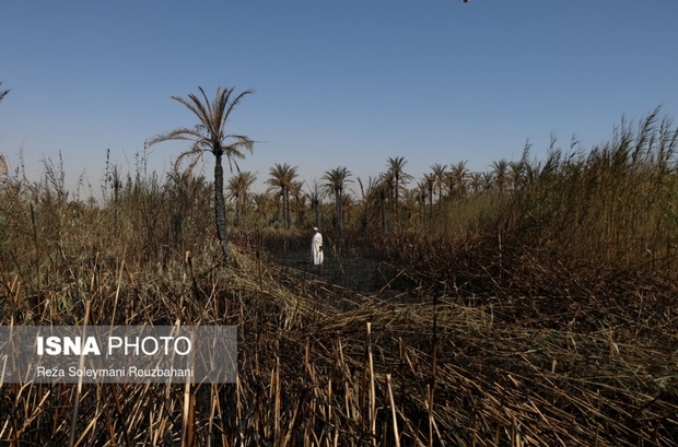 نخلستان‌های اروندکنار در خاکستر