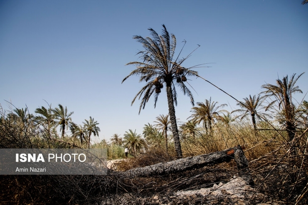 نخلستان‌های اروندکنار در خاکستر