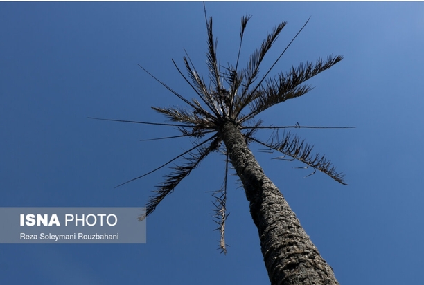 نخلستان‌های اروندکنار در خاکستر