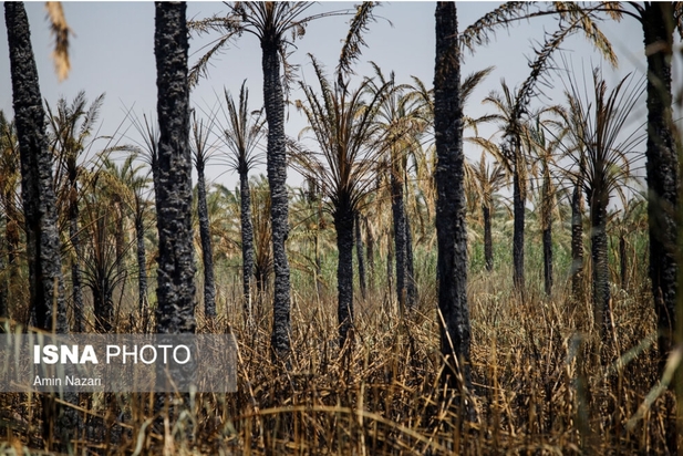 نخلستان‌های اروندکنار در خاکستر