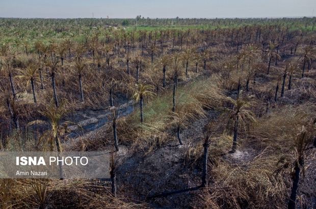 نخلستان‌های اروندکنار در خاکستر