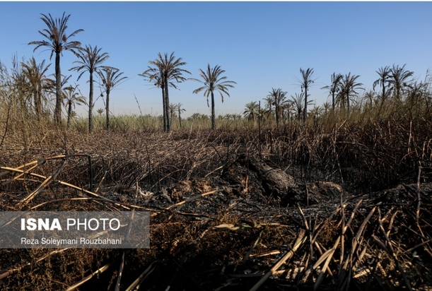 نخلستان‌های اروندکنار در خاکستر