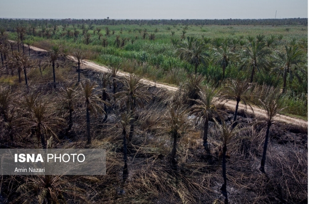 نخلستان‌های اروندکنار در خاکستر