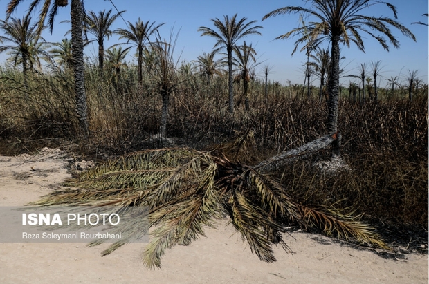 نخلستان‌های اروندکنار در خاکستر