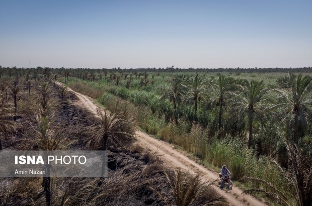 نخلستان‌های اروندکنار در خاکستر