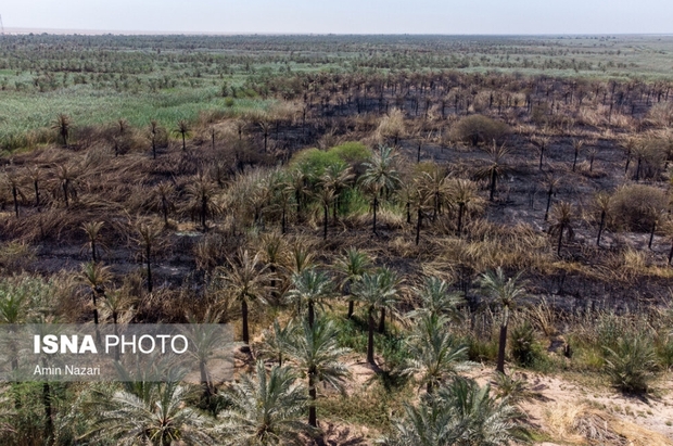 نخلستان‌های اروندکنار در خاکستر