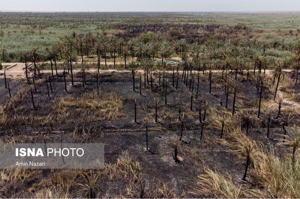 نخلستان‌های اروندکنار در خاکستر