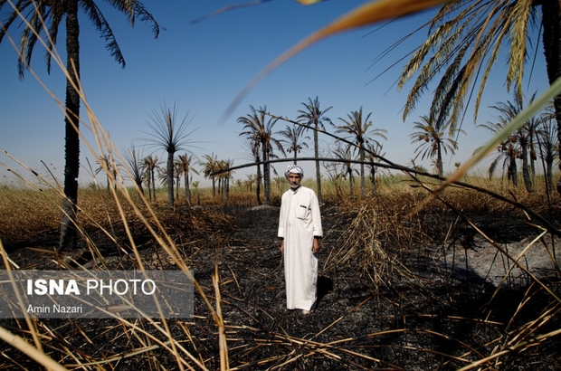 نخلستان‌های اروندکنار در خاکستر