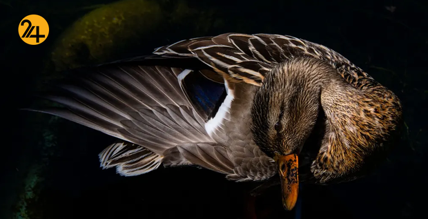 حیات وحش در یک نگاه