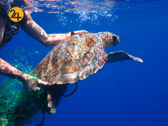 حیات وحش در یک نگاه