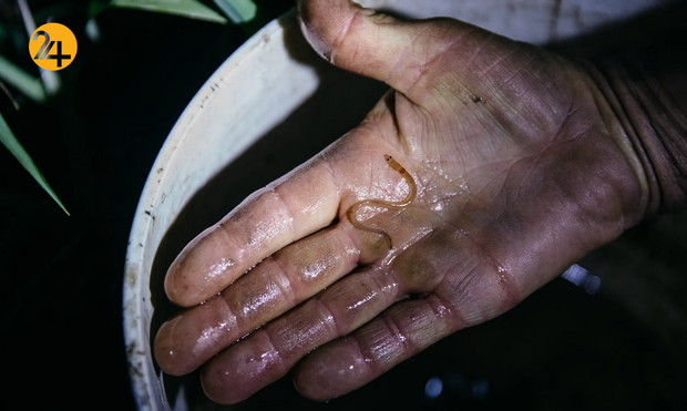 حیات وحش در یک نگاه