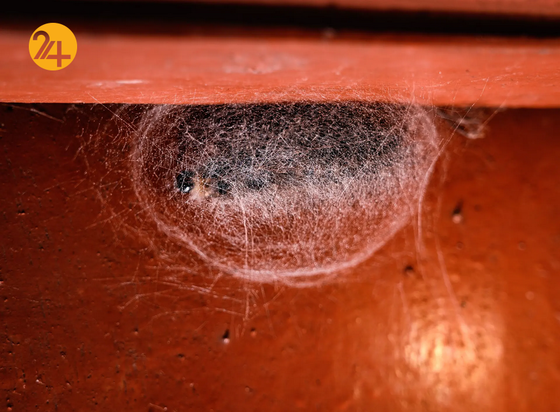 حیات وحش در یک نگاه