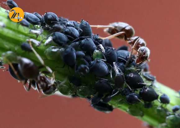 حیات وحش در یک نگاه