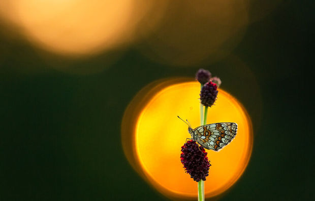 مسابقه عکاسی طبیعت ۲۰۲۱