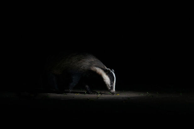 مسابقه عکاسی طبیعت ۲۰۲۱