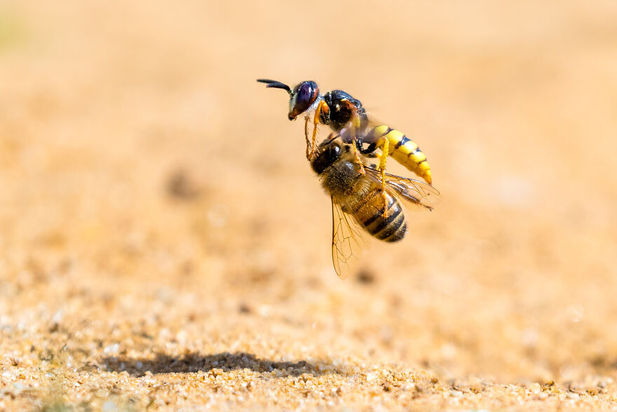 مسابقه عکاسی طبیعت ۲۰۲۱