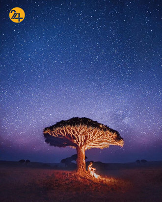 درختان خون اژدها در جزیره سقطرا