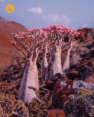 درختان خون اژدها در جزیره سقطرا