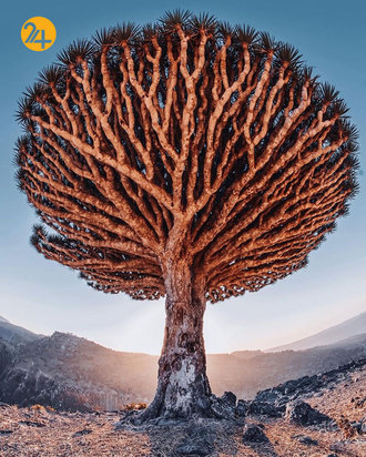 درختان خون اژدها در جزیره سقطرا