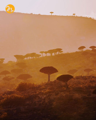 درختان خون اژدها در جزیره سقطرا