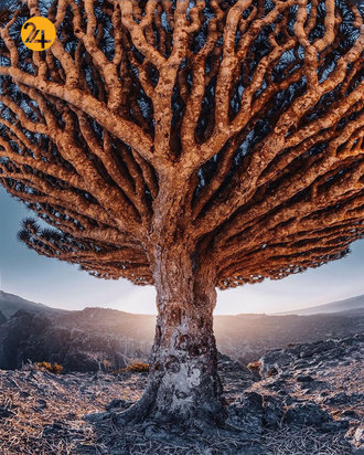 درختان خون اژدها در جزیره سقطرا