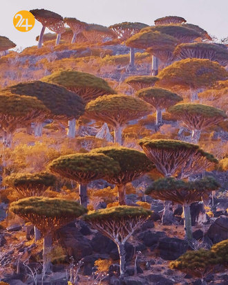 درختان خون اژدها در جزیره سقطرا