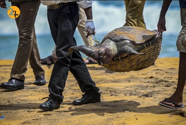 تصاویر جالب حیات وحش