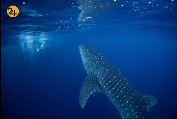 تصاویر جالب حیات وحش