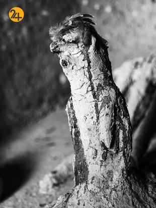 آدریان بیتیبالی عکاس مستند