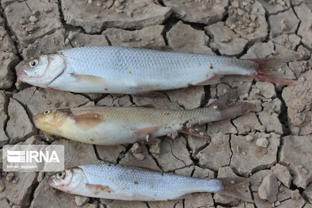 دریاچه فینارود در حال مرگ