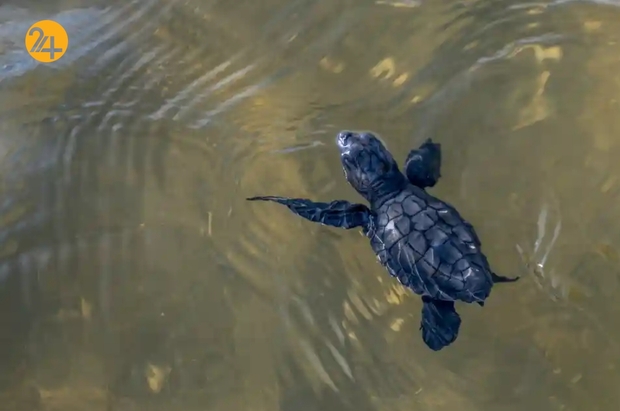 تصاویر منتخب گاردین از حیات وحش