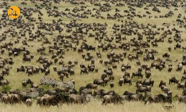 تصاویر منتخب گاردین از حیات وحش