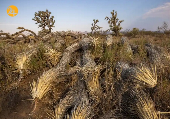 تصاویر منتخب گاردین از حیات وحش