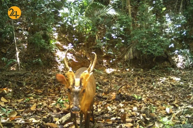 تصاویر منتخب گاردین از حیات وحش