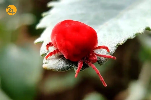 تصاویر منتخب گاردین از حیات وحش