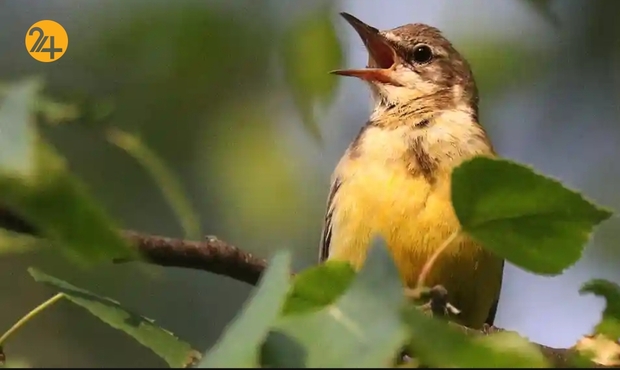 تصاویر منتخب گاردین از حیات وحش