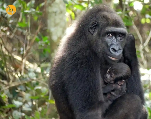 تصاویر منتخب گاردین از حیات وحش