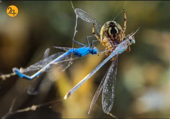 تصاویر منتخب گاردین از حیات وحش