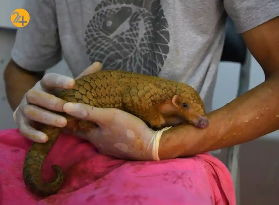 تصاویر منتخب گاردین از حیات وحش