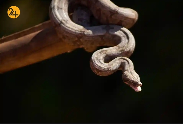 تصاویر منتخب گاردین از حیات وحش