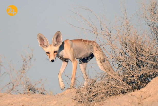 تصاویر منتخب گاردین از حیات وحش
